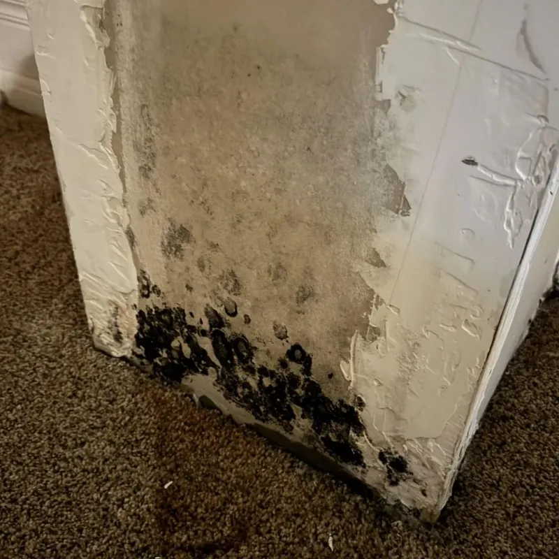 Professional Mold Removal in Clawson, MI